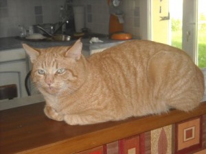 Chat perdu