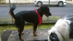 Chien trouvé à Palinges