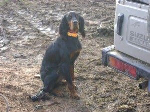 Chien perdu