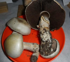 Association « La Physiophile » (Bassin minier)