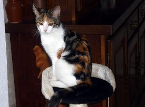 Ciry-le-Noble