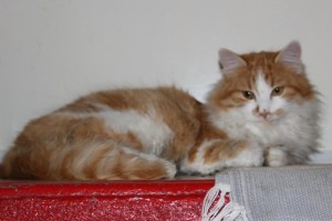 Chat perdu (Montceau)