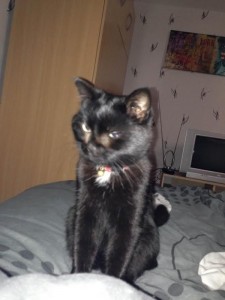 Chat perdu (Les Bizots)