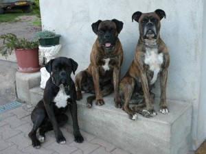 Chiens perdus