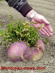 Une rave de 4.5 kg à Génelard