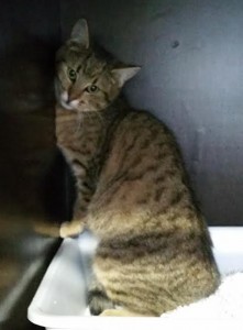 « Je recherche mon maître »