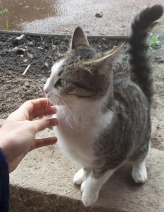 Chat perdu