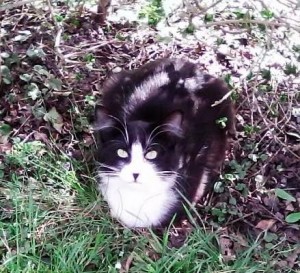 Chat perdu (Blanzy)