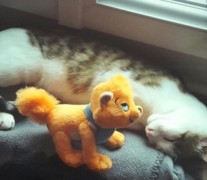 Chat perdu
