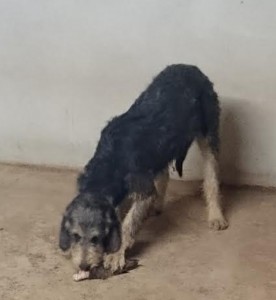 Chien perdu