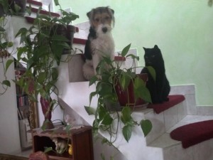 Chien perdu