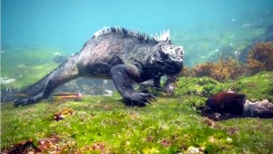Insolite (Galapagos)