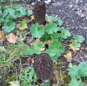 Insolite (Montceau-les-Mines – Saint-Vallier)
