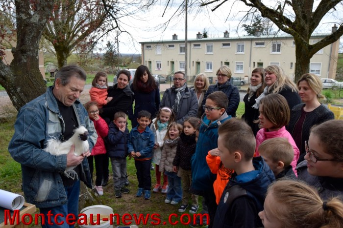 poule colette 12041610
