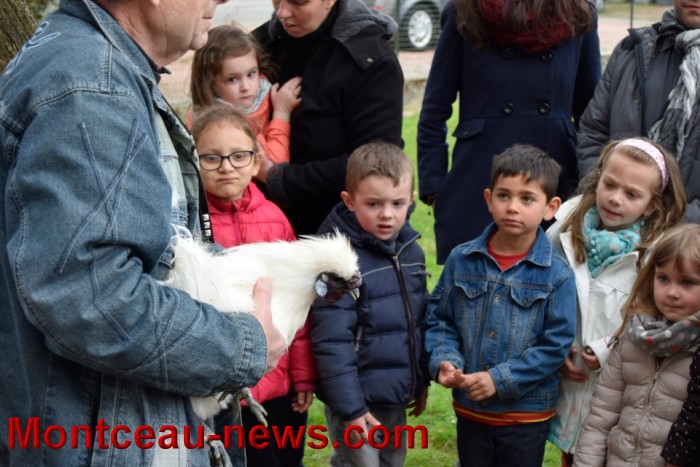 poule colette 12041611