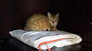 « Je recherche mon maître »