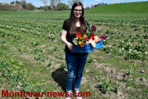 Des tulipes contre le cancer
