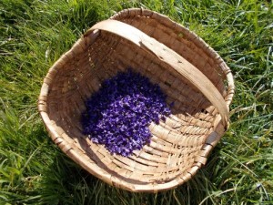 C’est le printemps : Découvrez les plantes sauvages du pays !