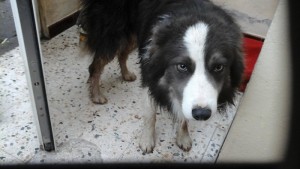 Chien trouvé à Montceau