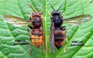 Quel avenir pour nos abeilles (Voir la vidéo d’une naissance)