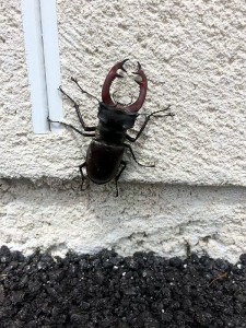 Insolite mais peut-être pas aussi rare  que…