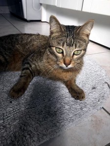 Chat perdu au Bois du Verne (Montceau-les-Mines)