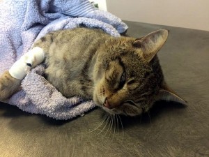 Chat empoisonné à Saint-Vallier ?