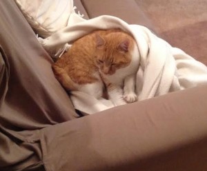 Chat perdu (Saint-Vallier)