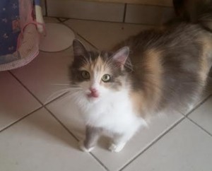 Chat perdu (Gourdon)