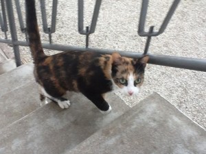 Chat trouvé à Montceau
