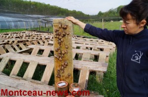 Rencontre de Guilaine et Antony Bascop, éleveurs et producteurs d’escargots de Bourgogne