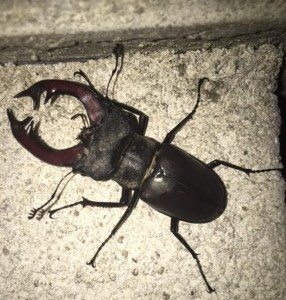 Insolite mais surtout très rare…