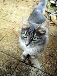 Coup de gueule d&rsquo;une bénévole de Pattes de Velours (bis)…