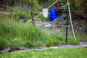 « Martyr » d&rsquo;un chat…