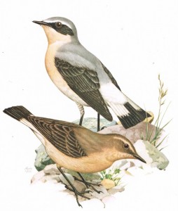 Un oiseau « tapageur » !