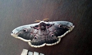 Insolite et rare ?