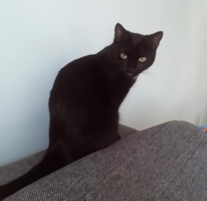 Chat perdu (Montceau)