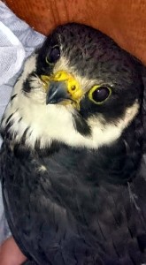 Ornithologie
