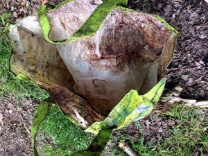 Exclusif – Animal martyrisé : son cadavre retrouvé…