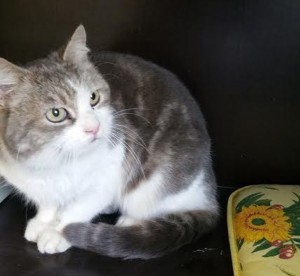 « Je recherche mon maître »