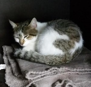 « Je recherche mon maître »