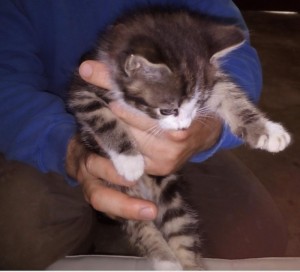 Chat trouvé à Torcy