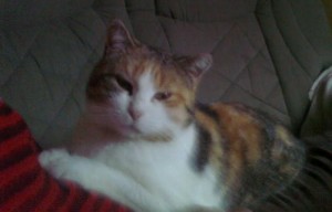Chat perdu (Ciry-le-Noble)