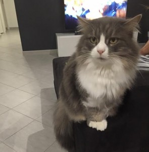 Chat perdu (Gourdon)