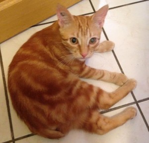 Chat perdu (Montceau)