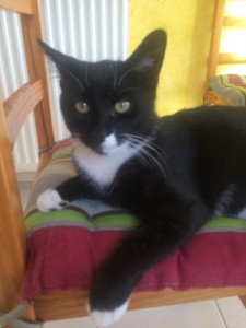 Chat perdu (Sanvignes)
