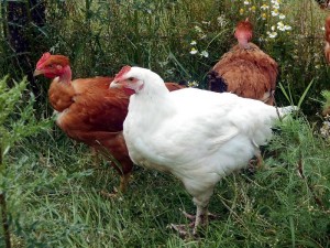 Oudry (Annonce)