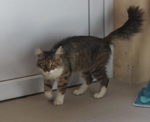 « Je recherche mon maître »