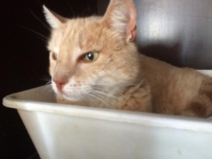 « Je recherche mon maître »