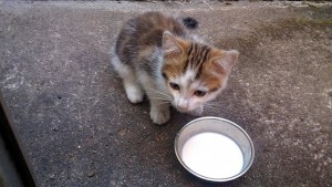 Chaton trouvé quartier Bel Air (Montceau les Mines)